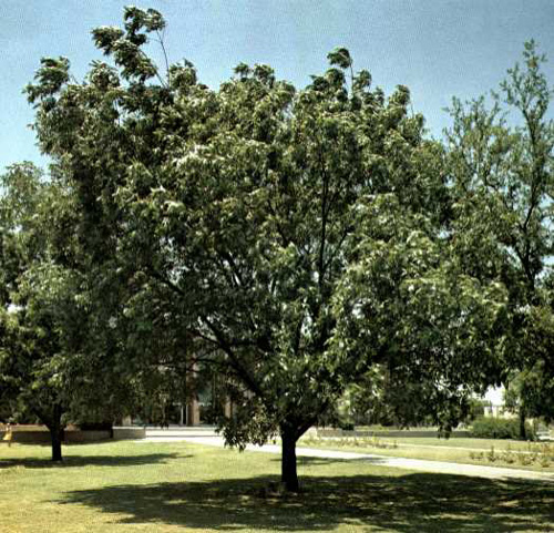 Memorial Pecan-1969